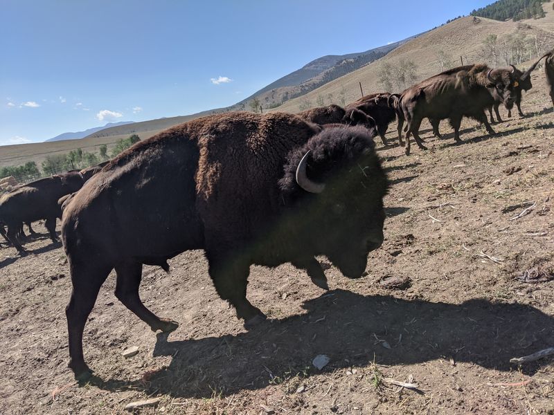 Bison Graze The Pastures At Blackhorn Bison Ranch In Lemhi, Idaho - Decor Hint Grass-Fed Bison From Mountain Pasture