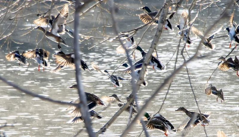 Largemouth Bass Lurking Below The Flocks