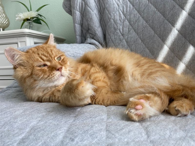 Foster Homes Turn Spare Rooms Into Kitten Launch Pads