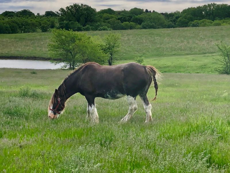 More Than 30 Clydesdales And Draft Horses Pull Wagons At This Working Nebraska Farm - Decor Hint A Clydesdale Farm Hiding In Plain Sight Near Lincoln
