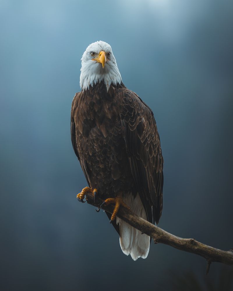 Cameras Pointed At The Treetops