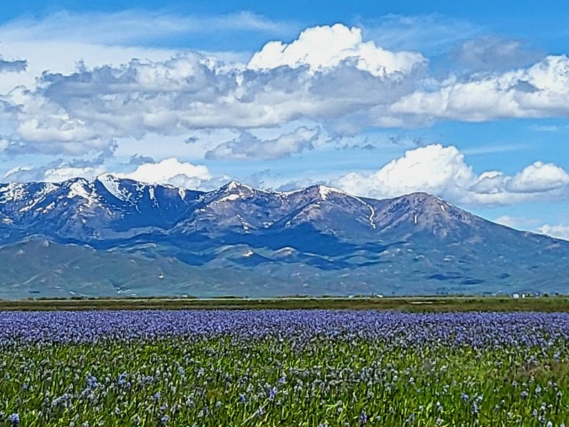 Idaho Is Home To An Ice Age Floods Trail Where Giant Ripple Marks Span Whole Hillsides - Decor Hint Fairfield Turns Lily Season Into A Hometown Celebration