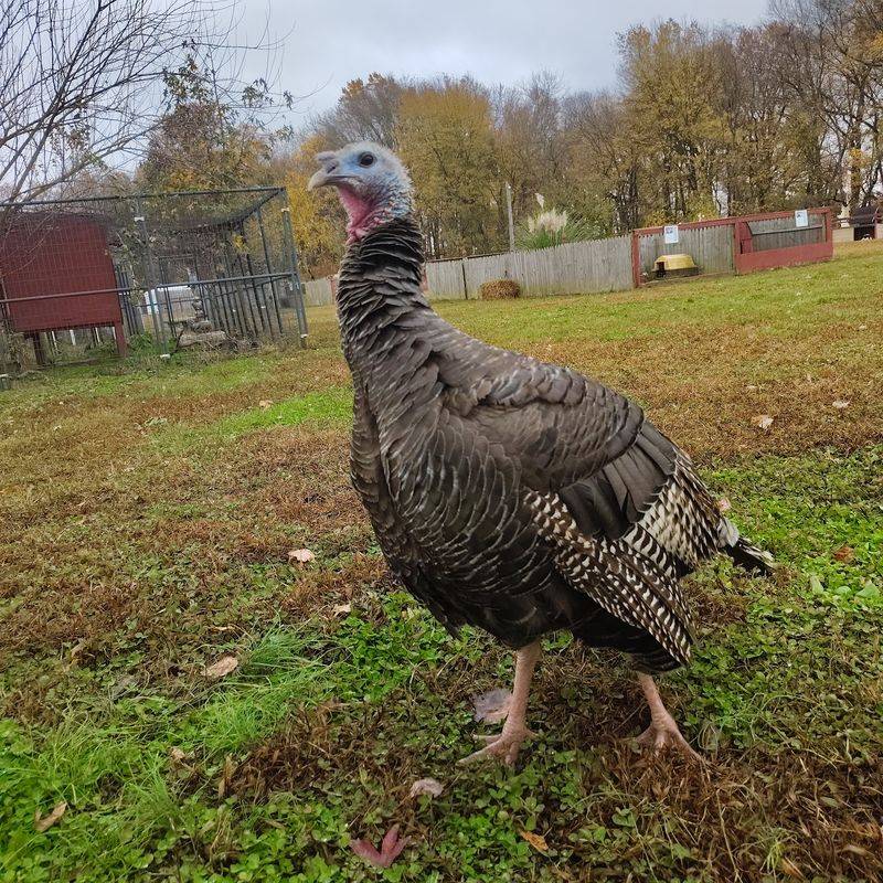 Free-Roaming Birds Run Their Own Schedule