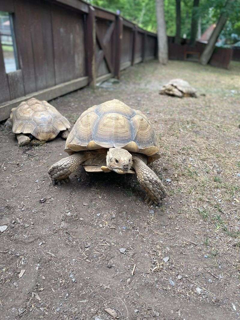 10 New York Stops Between Albany And Syracuse That Are Worth Pulling Over For - Decor Hint Utica Zoo