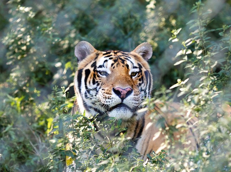 Carolina Tiger Rescue