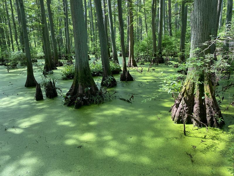 Cache River State Natural Area, Belknap