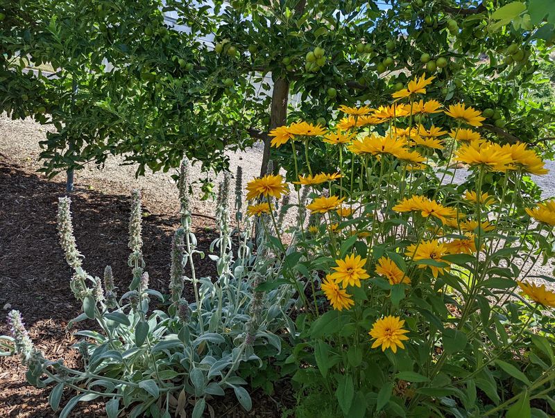 Fire-Smart Gardening With Plenty Of Color