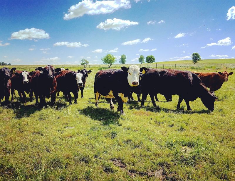 Westview Farm, Woodstock 