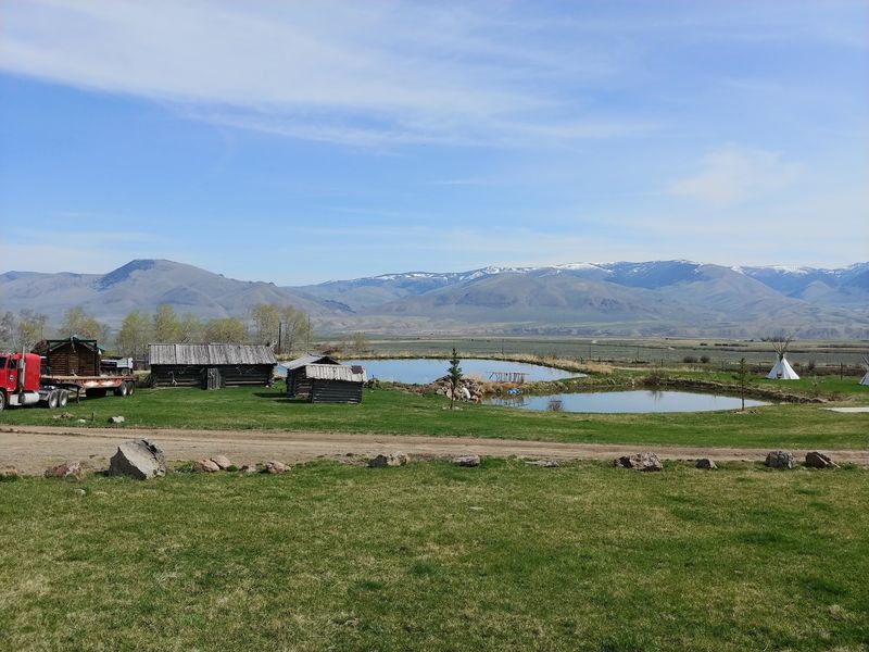 Bison Graze The Pastures At Blackhorn Bison Ranch In Lemhi, Idaho - Decor Hint Where Grass And Wildflowers Grow Thick