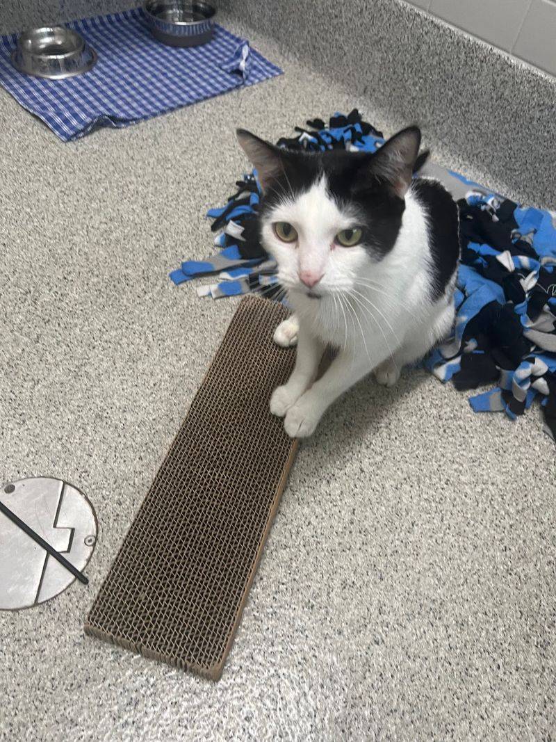 An Omaha Shelter With Room For Hundreds Of Waiting Paws