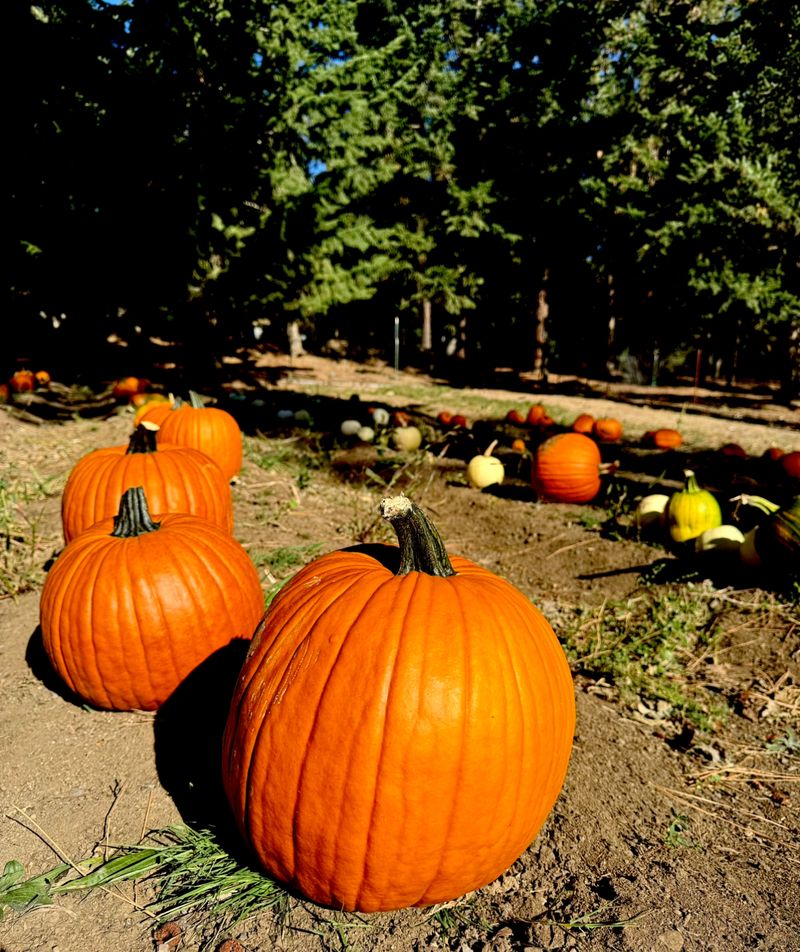 Grandpa Woody's Pumpkin Patch