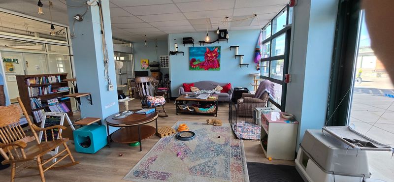 Pawsitivitea CNY Cafe & Cat Lounge, Syracuse