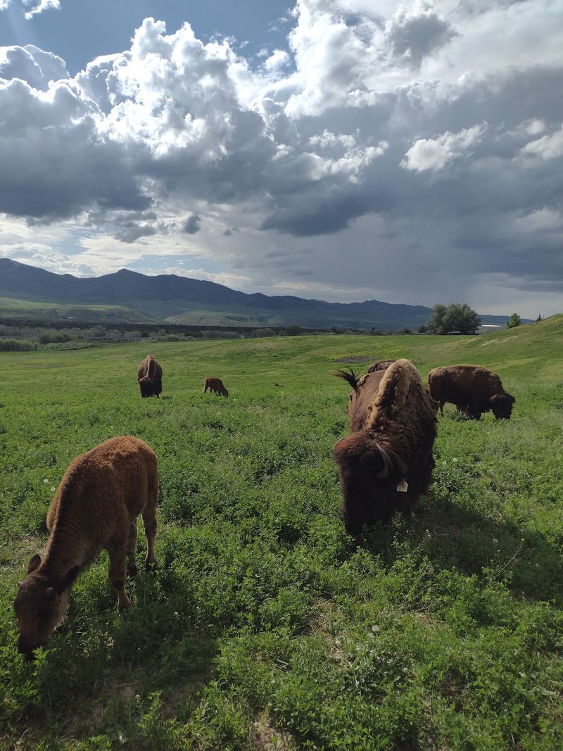 This Idaho Ranch Sells Grass-Fed Bison Straight From The Pasture - Decor Hint A Freezer Full of Grass-Fed Bison Is Easier Than It Sounds