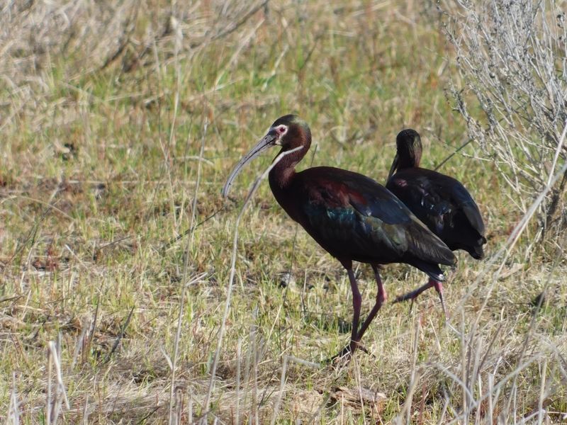 Trappers Spotted This Wildlife Jackpot Long Before 1965