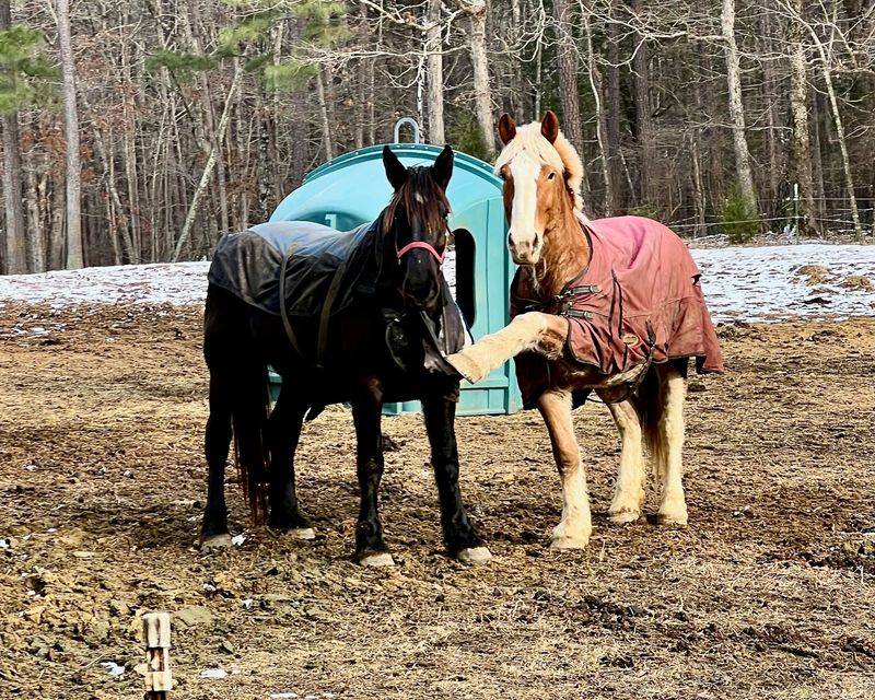 Climb Aboard One Of The Massive Draft Horses Used For Trail Rides