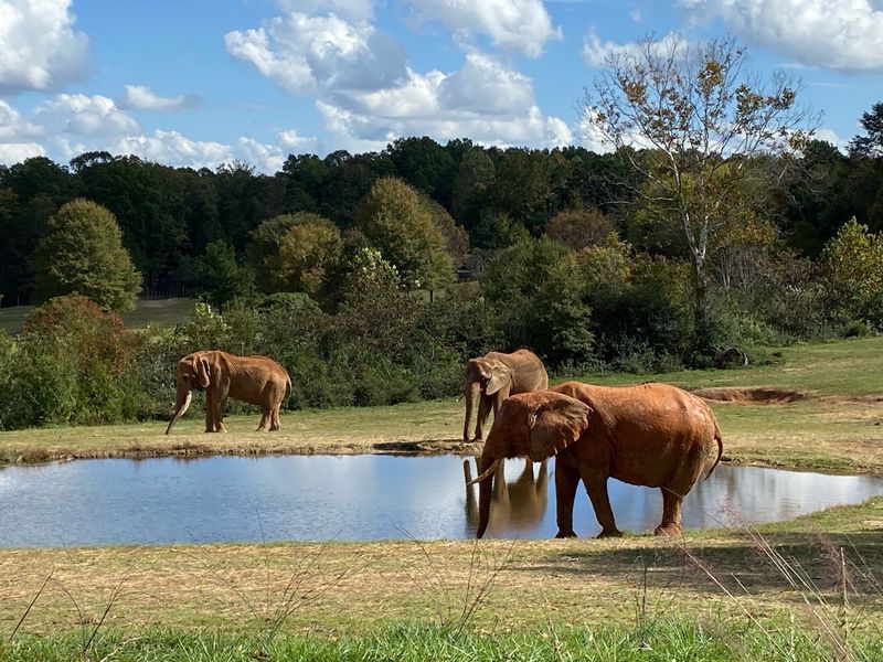 North Carolina Hides A 40-Acre African Wildlife Paradise Where Giant Elephants Roam - Decor Hint A Grassland So Big The Elephants Need Their Own Zip Code