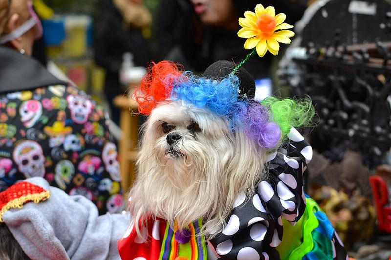 No Runway Required For This Costume Contest
