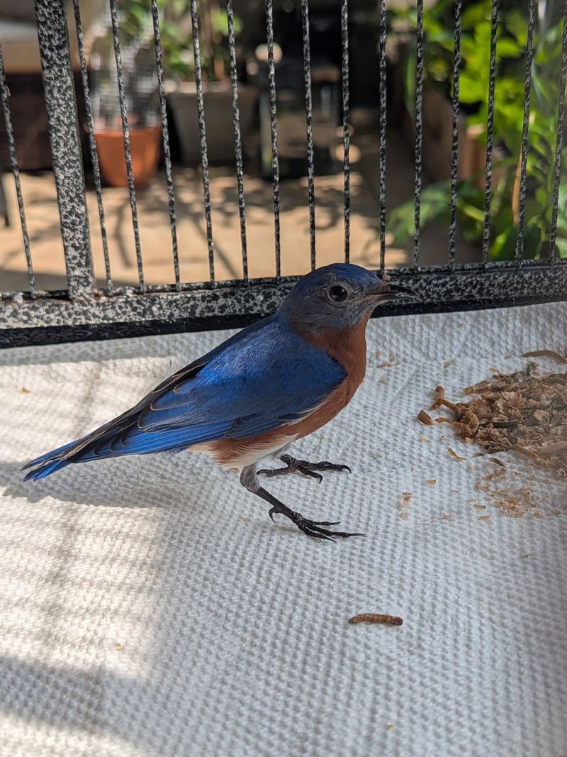 This Georgia Nonprofit Gives Injured Wild Birds A Second Chance At Flying Free - Decor Hint Which Feathered Friends Get A Bed