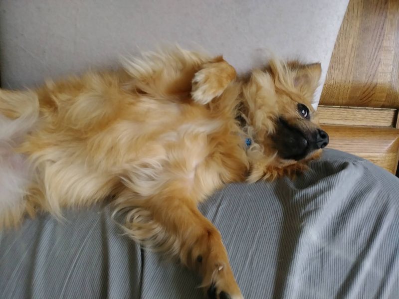 This Connecticut Animal Shelter Gives Abandoned And Senior Dogs A Second Chance At A Loving Home - Decor Hint Helping Hands For Veterans And Future Vet Techs