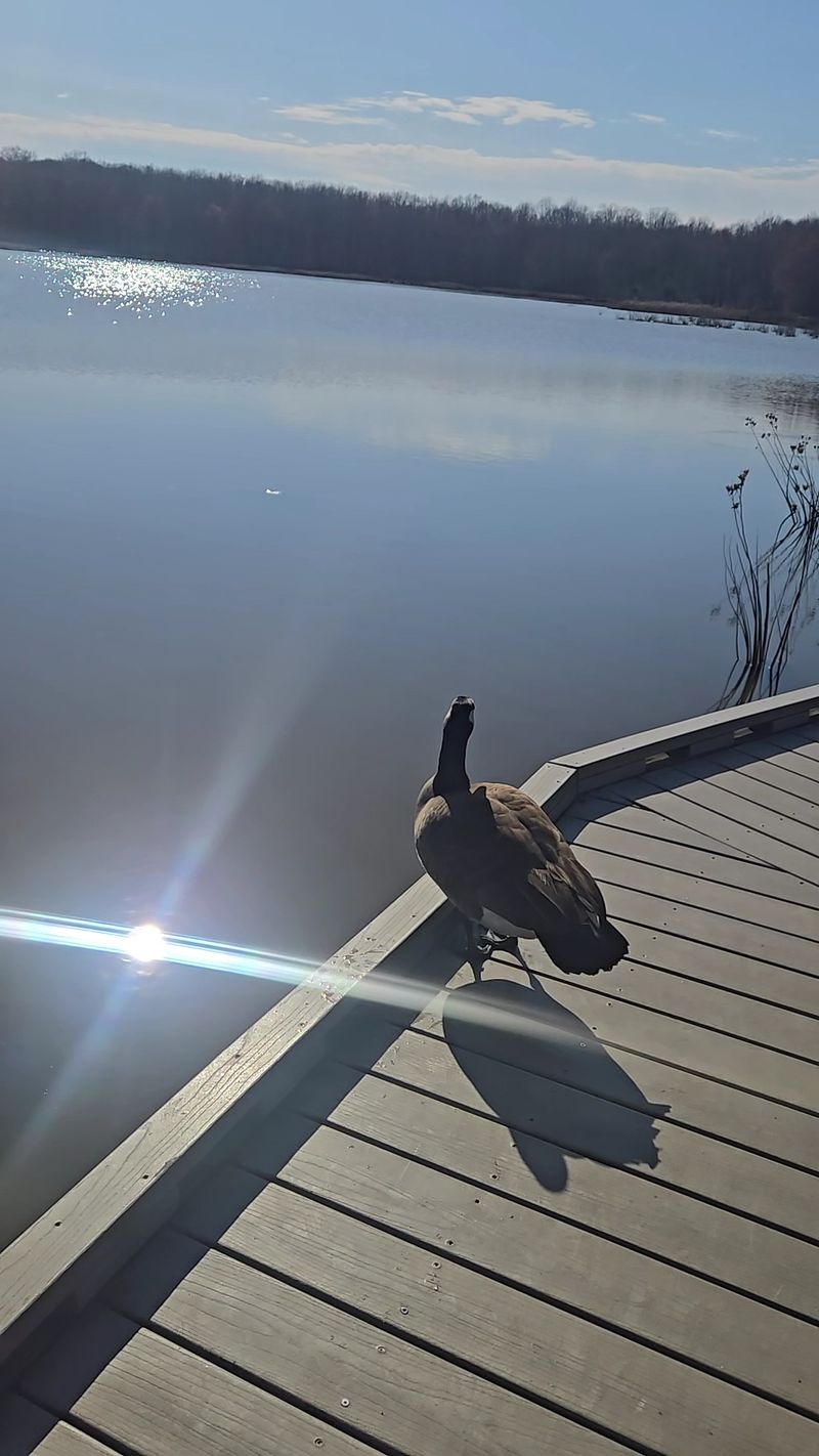10 Virginia Bird Sanctuaries Where A Quiet Morning Can Turn Into Something Unforgettable - Decor Hint Huntley Meadows Park, Alexandria