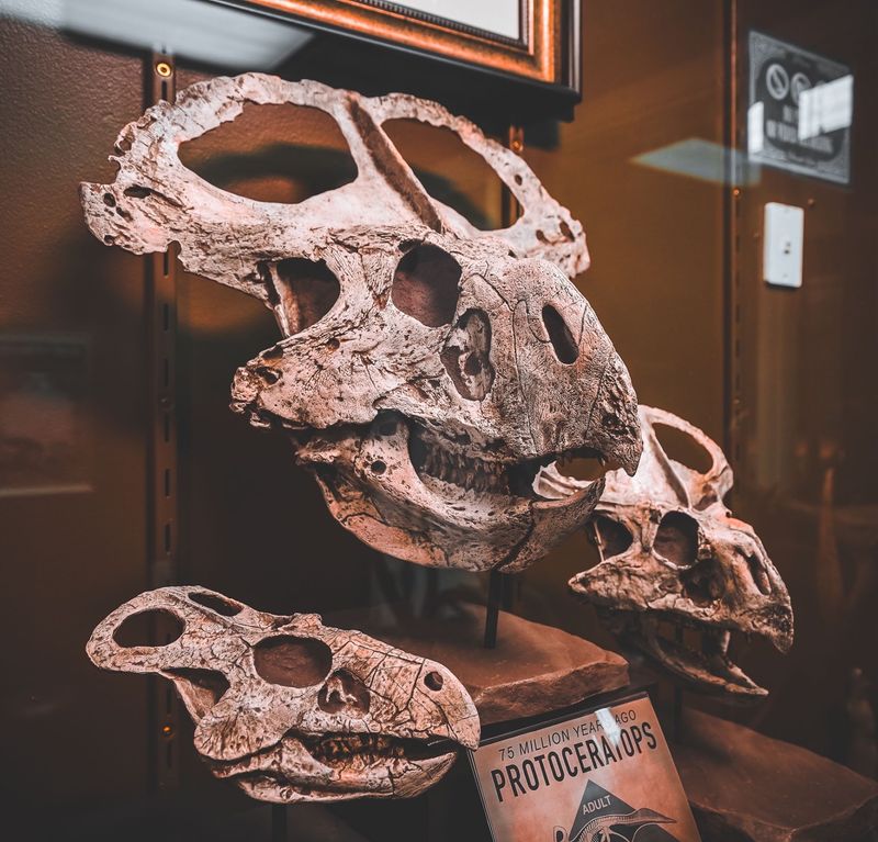 This Michigan Museum Has A Petrified Fairy, Chupacabra Skull, And Thousands Of Strange Little Treasures - Decor Hint Dinosaur Skulls Bring Natural History Into The Mix