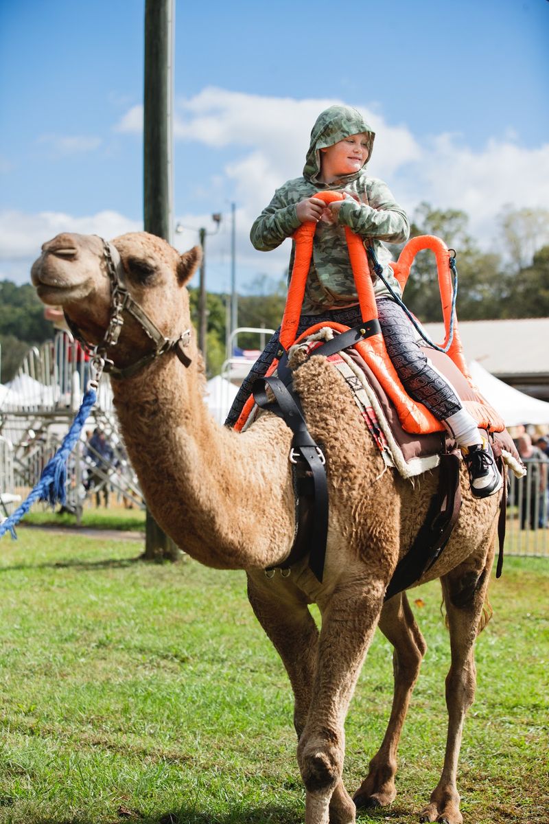 This Massive Georgia Apple Festival Takes Over A Mountain Town For Two October Weekends - Decor Hint Camels, Face Paint, And Happy Little Ones