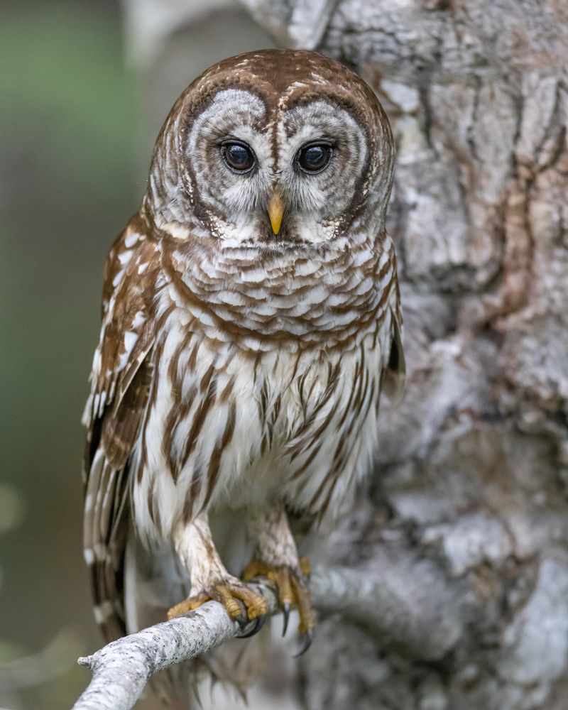 Owl Prowls Take The Wildlife Search Into The Darkness After Sunset