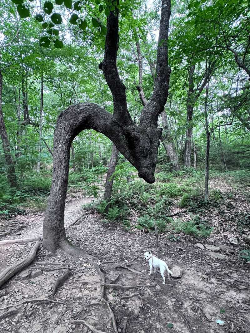 Some Believe The Strange Bend Was Deliberately Shaped As A Trail Marker