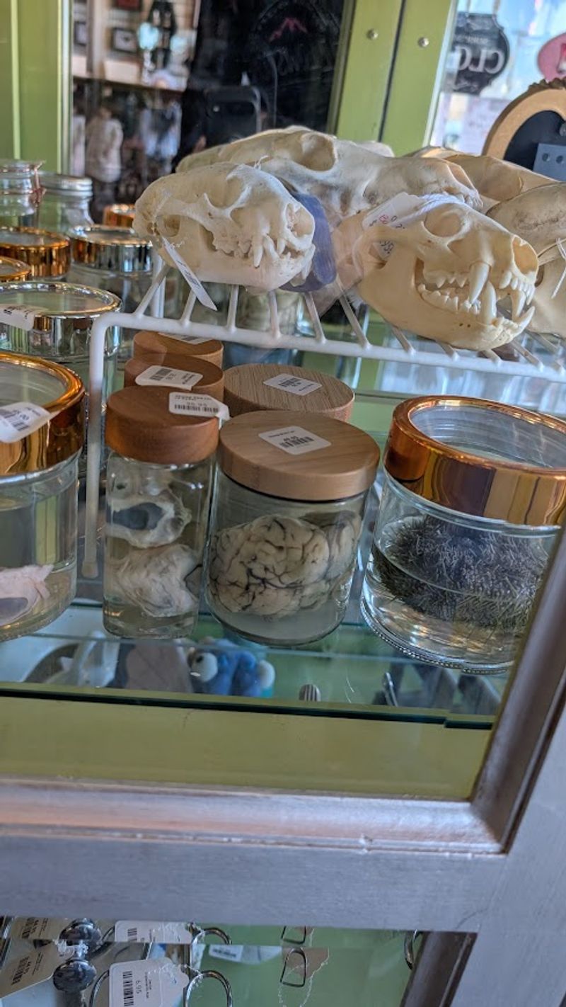Medical Antiques Behind Glass