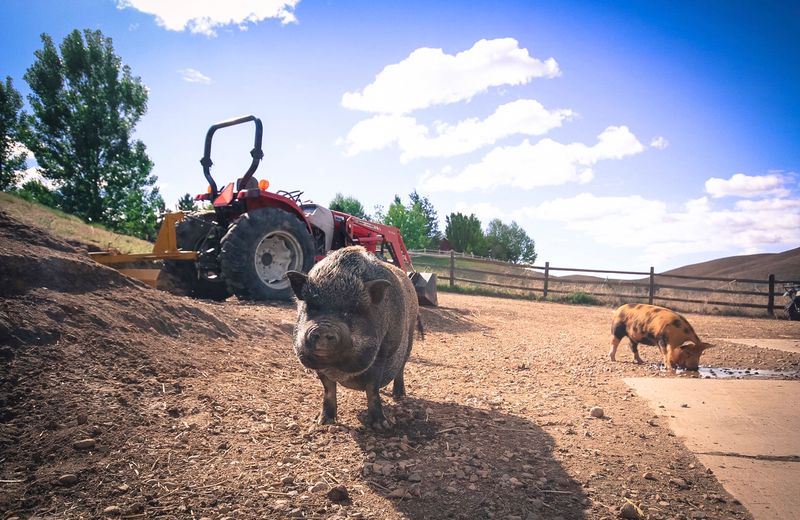Moo The Pig Took His Tour Guide Job Very Seriously