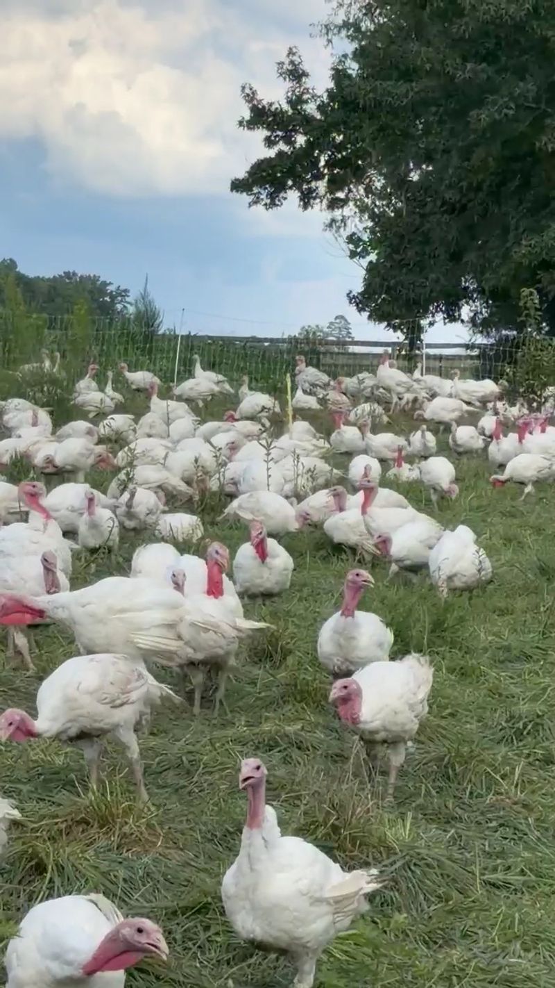 Find The Same Pasture-Raised Meats At The Carrboro Farmers’ Market On Saturdays