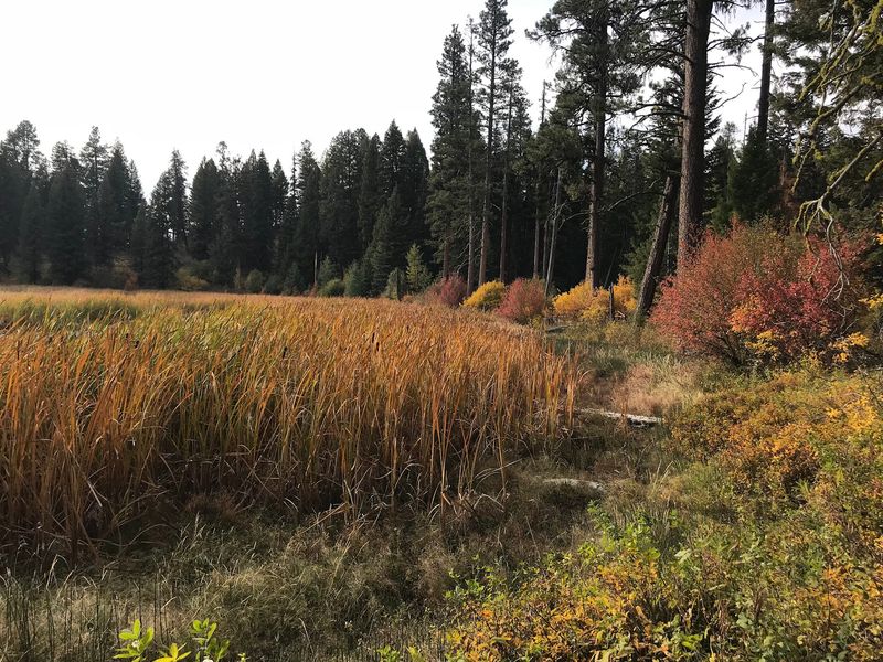 Lily Marsh And The Quieter Side Of The Forest