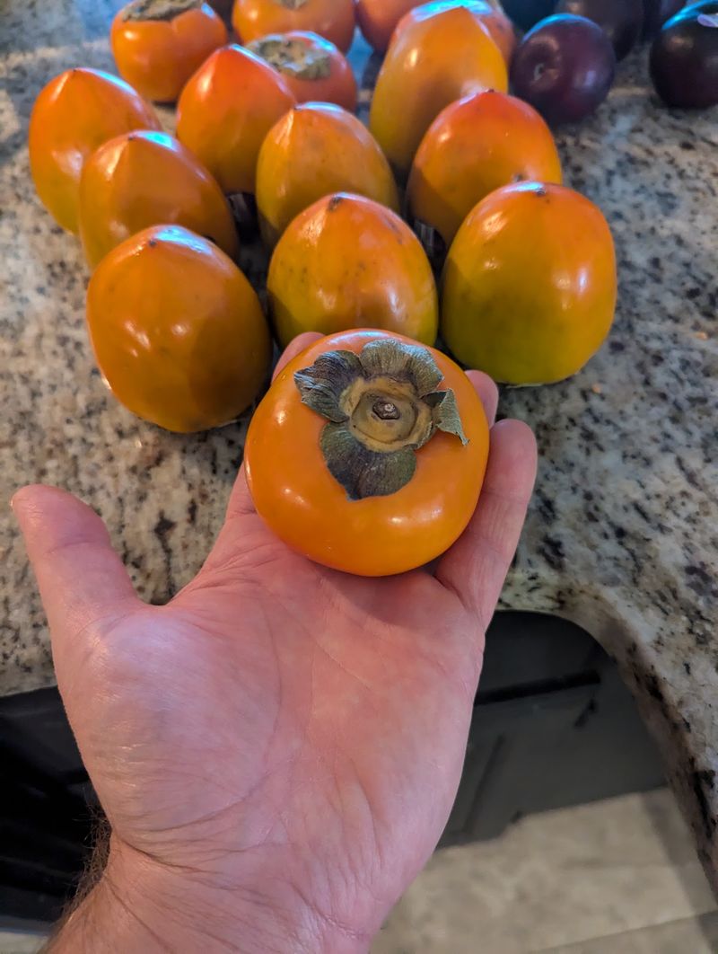 Madera Persimmon Growers Inc., Madera