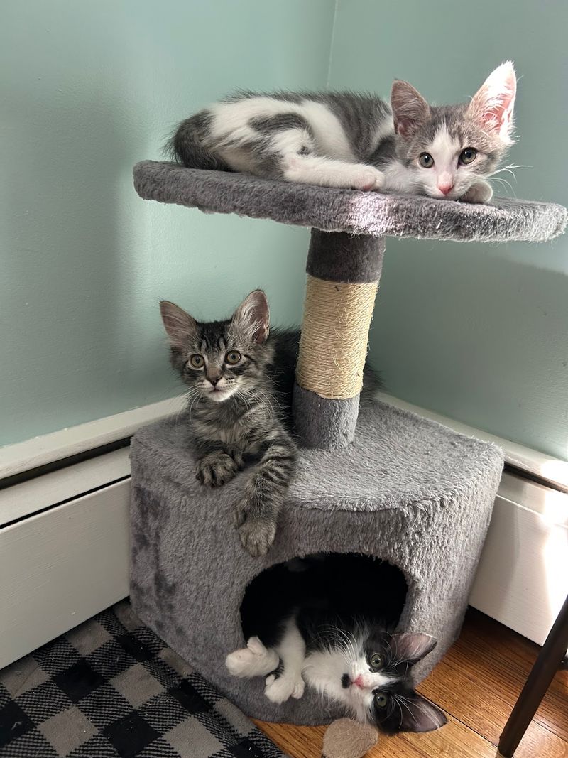 Your Spare Can Of Cat Food Can Make A Real Difference