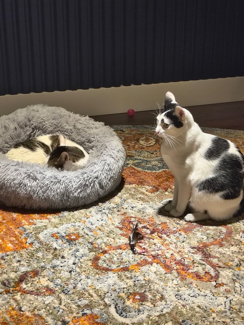 Over 200 Cats Have Found Homes Thanks To This North Carolina Cat Lounge, And One Visit Could Change Your Life - Decor Hint Every Cat In The Room Is Quietly Auditioning For Your Couch
