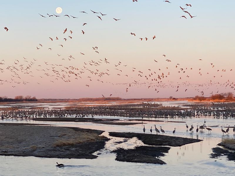 Over 400,000 Sandhill Cranes Roost At This Nebraska Sanctuary And Viewing Blinds Book Up By Winter - Decor Hint A Riverbank Sanctuary Built Around One Very Big Bird Party