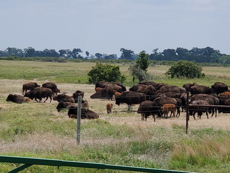 Hundreds Of Sandhill Cranes Leave But This Nebraska River Center Keeps Its Blind Open All Year - Decor Hint Bison Grazing Beside the Front Door