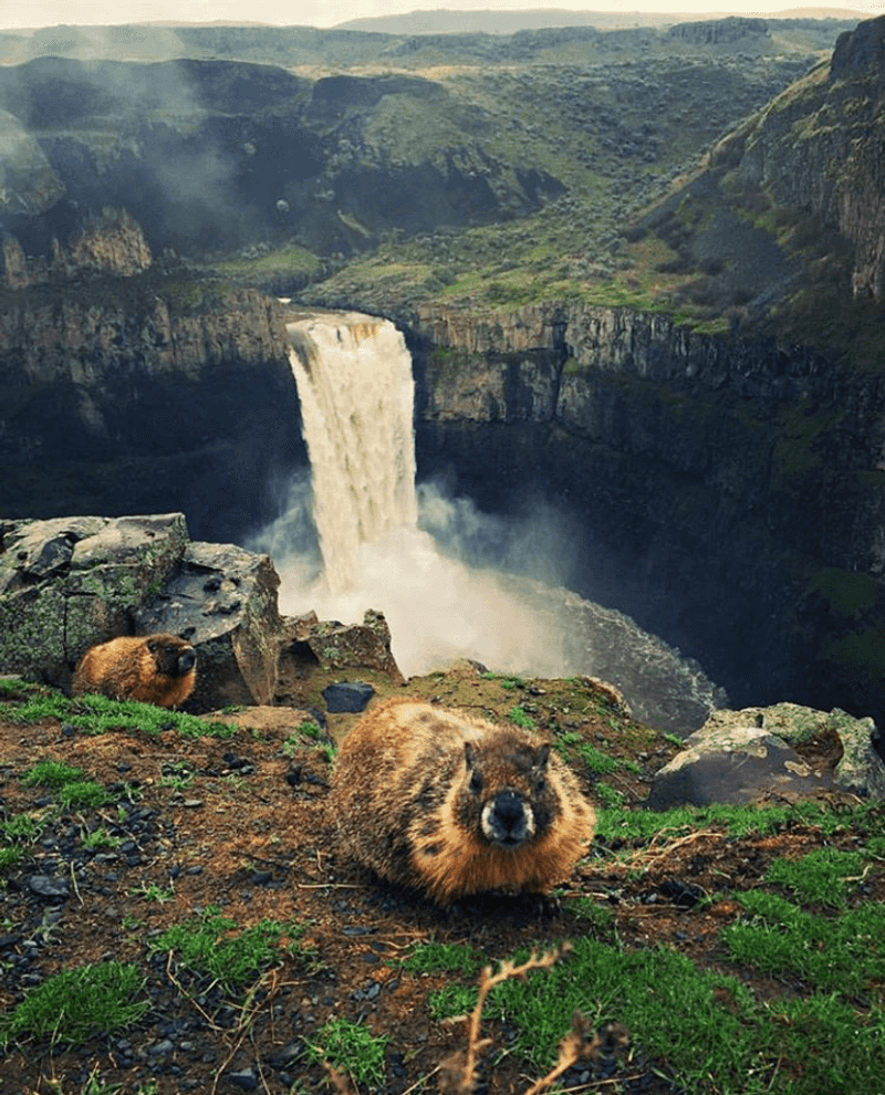 Marmots Are The Unofficial Welcome Committee