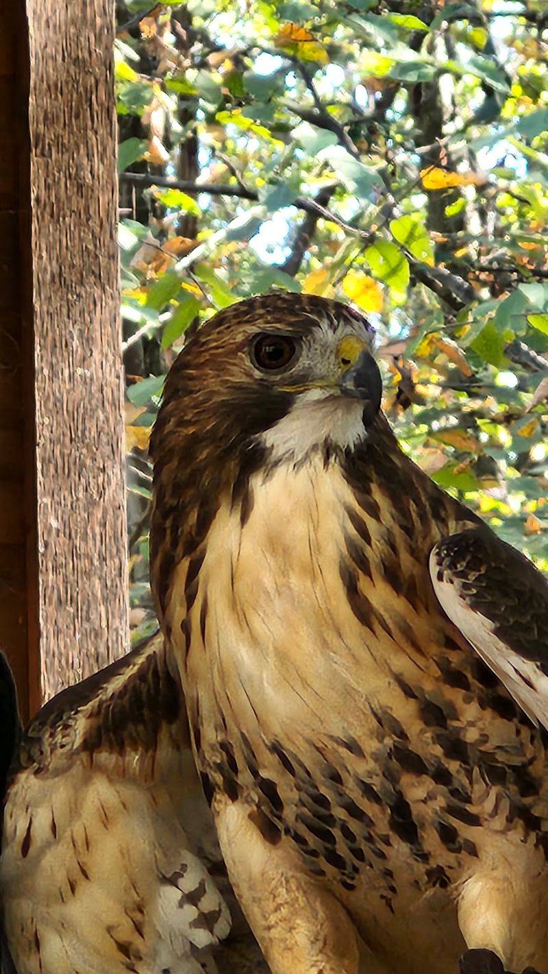 Every October, Thousands Of Hawks Stream Past This Pennsylvania Mountaintop Lookout - Decor Hint Why October Belongs On This Pennsylvania Ridge