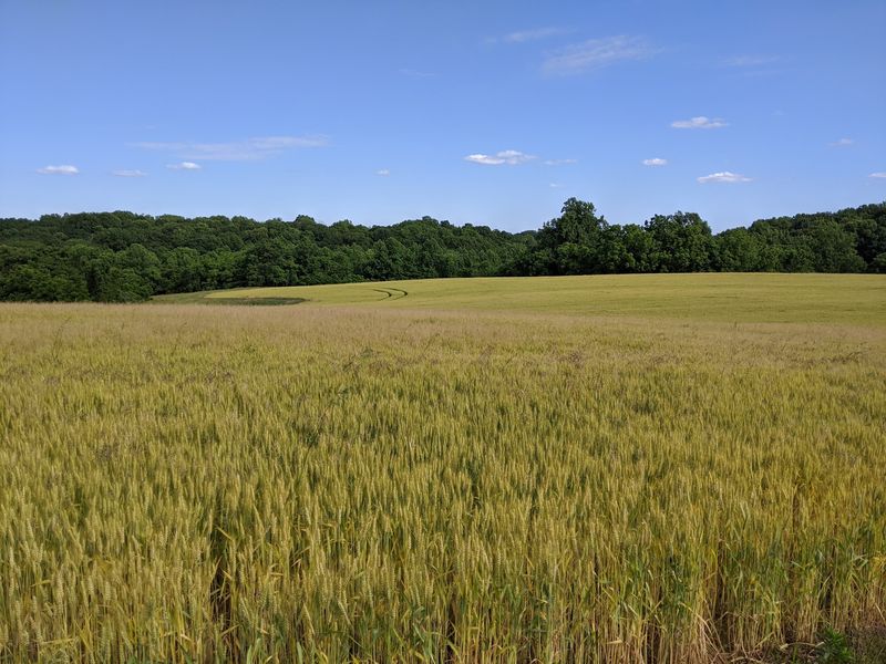 Rare Rocks And Strange Soil In The Serpentine Barrens