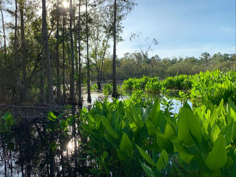 Ghost Orchids, Yellow Flies and Swamp Seasons