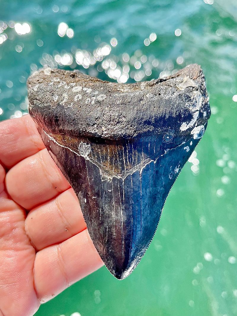 Sift A Riverbed And Take Home Shark Teeth At These 4 Florida Fossil Spots - Decor Hint Fossil Junkies
