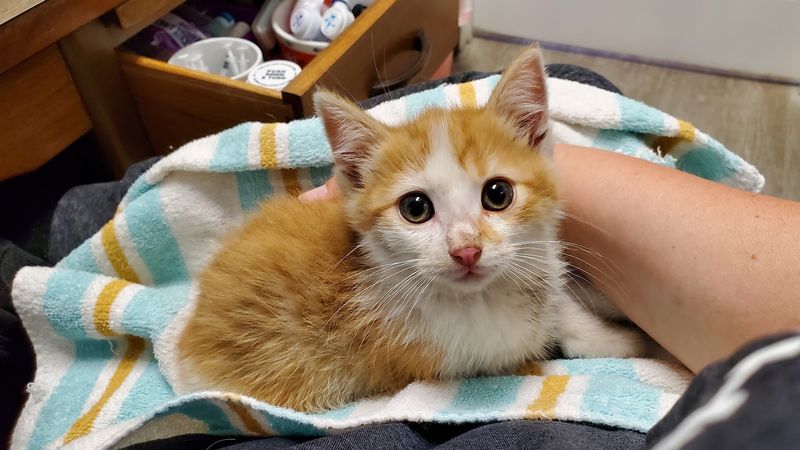 Catz Angels CARE, Inc.