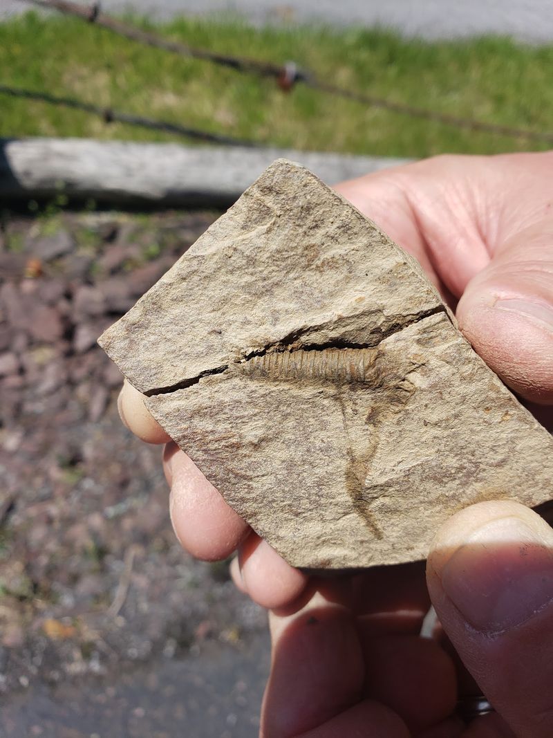 A Pocketful Of Ancient Seafloor For The Ride Home