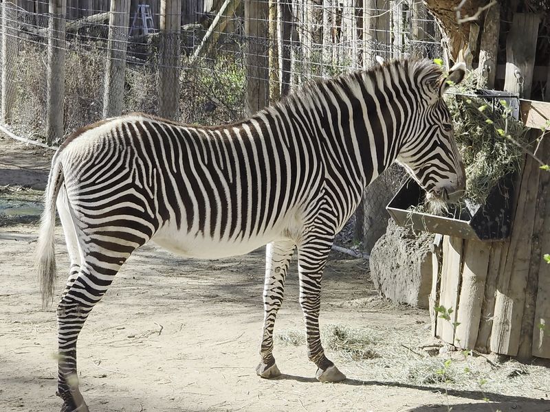 A Pocket-Sized Zoo With a Surprisingly Big Heart