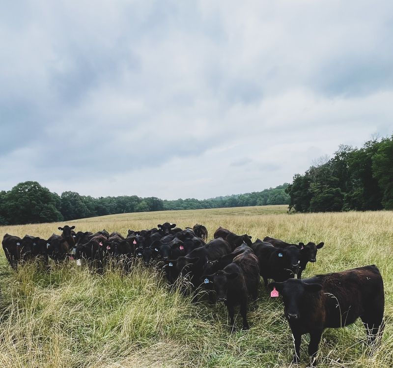 Futrell Farms Freezer Meats