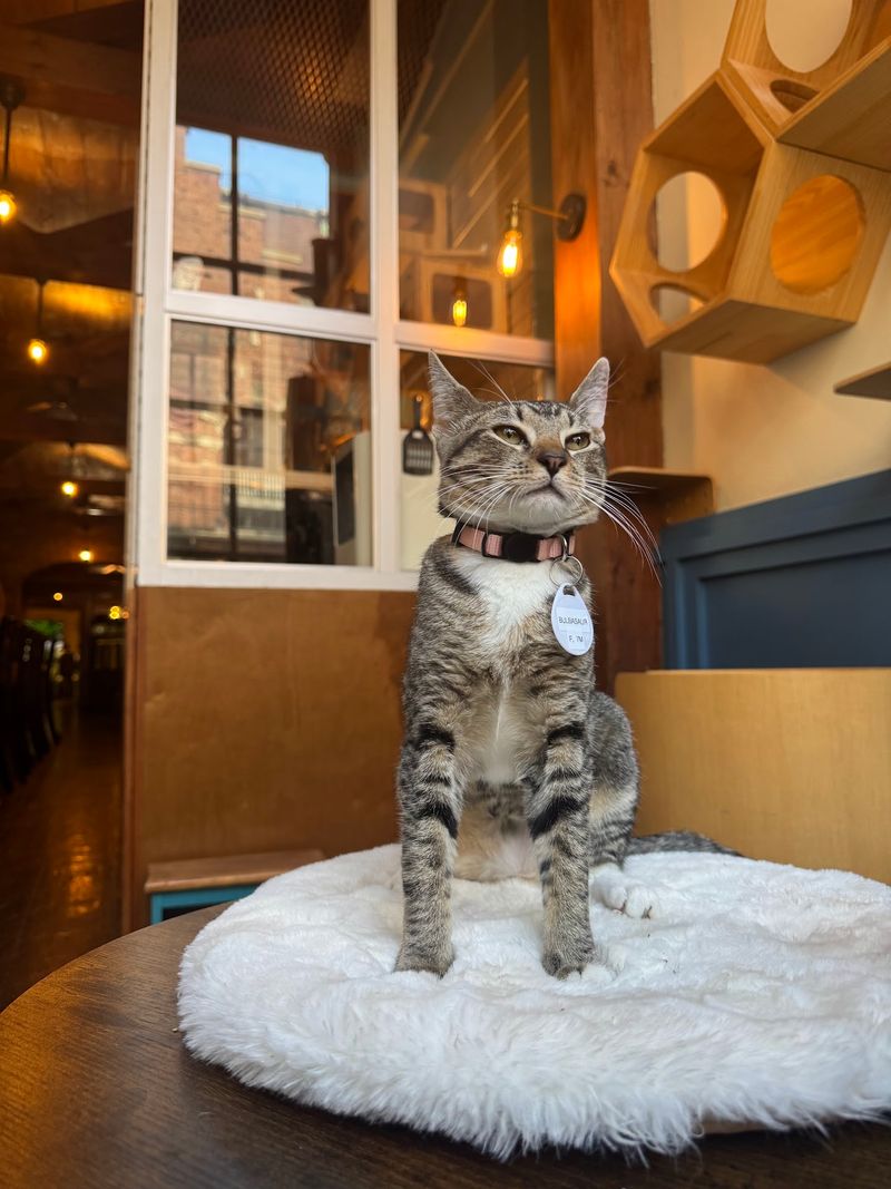 The Brooklyn Cat Cafe