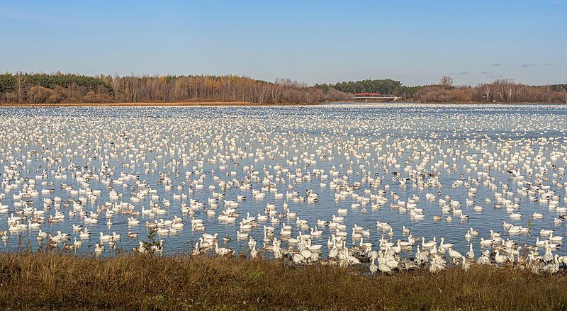 Currituck National Wildlife Refuge