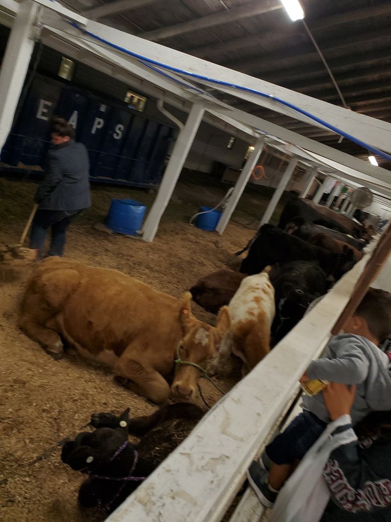 Barns Full Of Cattle, Sheep, And A Few Fainting Goats