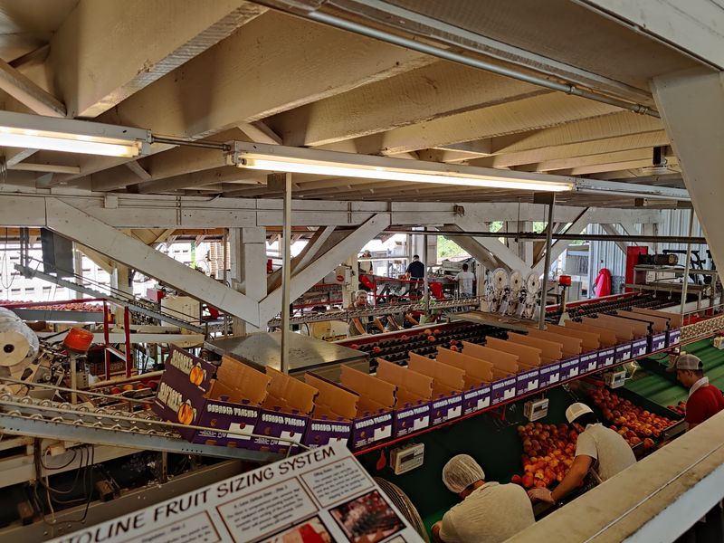 Dickey Farms, Musella